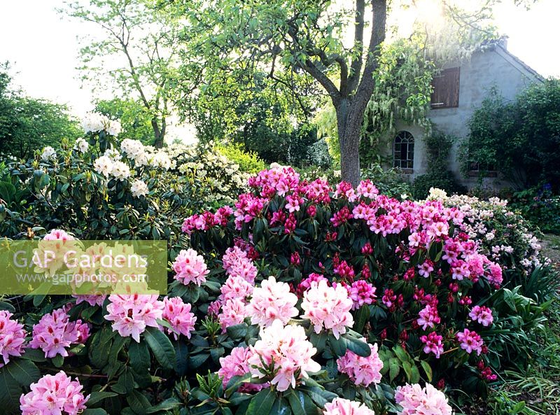 Rhododendron in garden with house in background