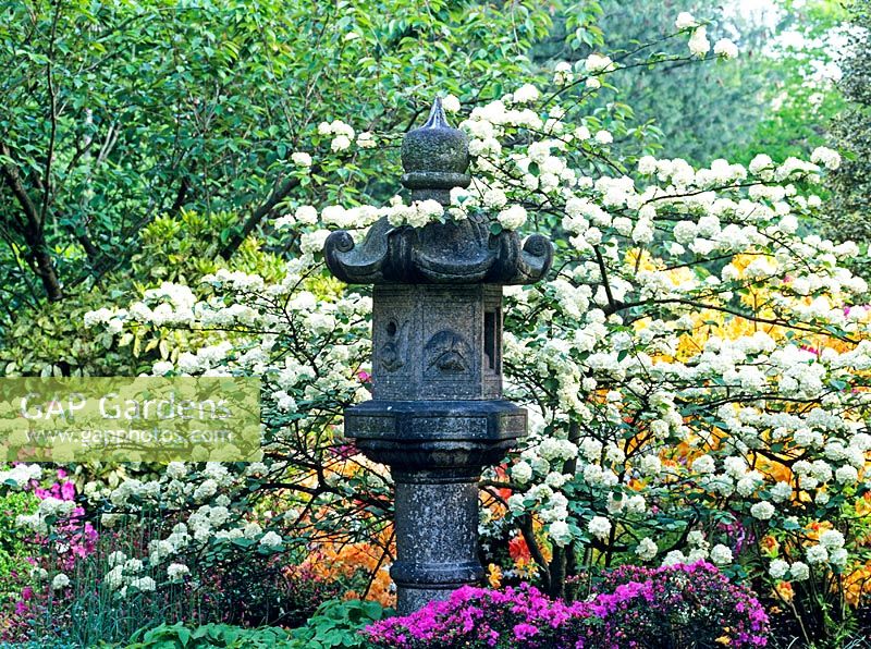 Ornamental lantern with Viburnum in oriental garden