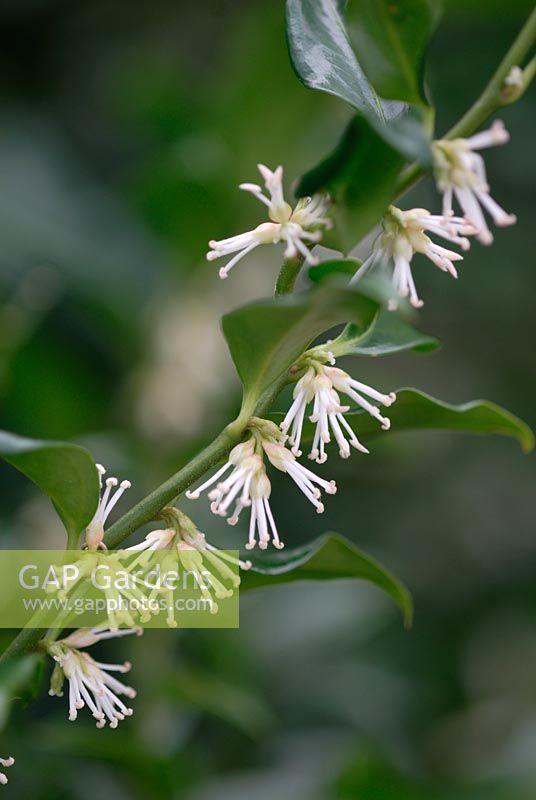 Sarcococca confusa flowering in January 