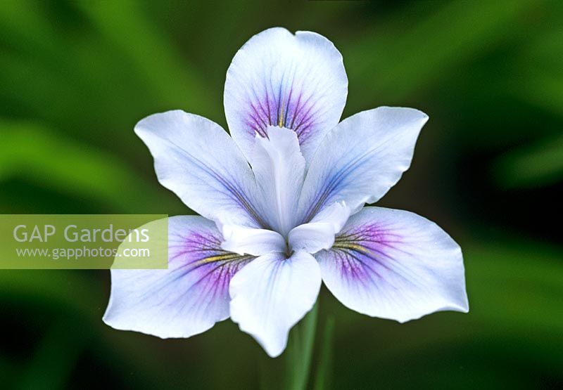 Iris 'Broadleigh Caroline' - Pacific Coast Iris