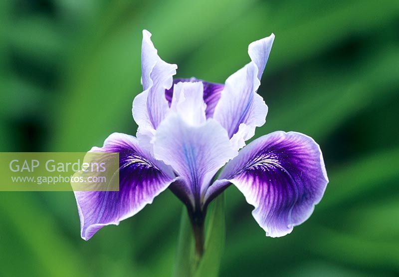 Iris 'Broadleigh Joyce' - Pacific Coast Iris