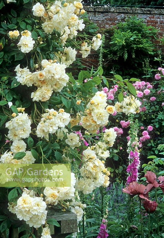 Peach coloured climbing Rosa with Digitalis - Seend Manor, Wiltshire