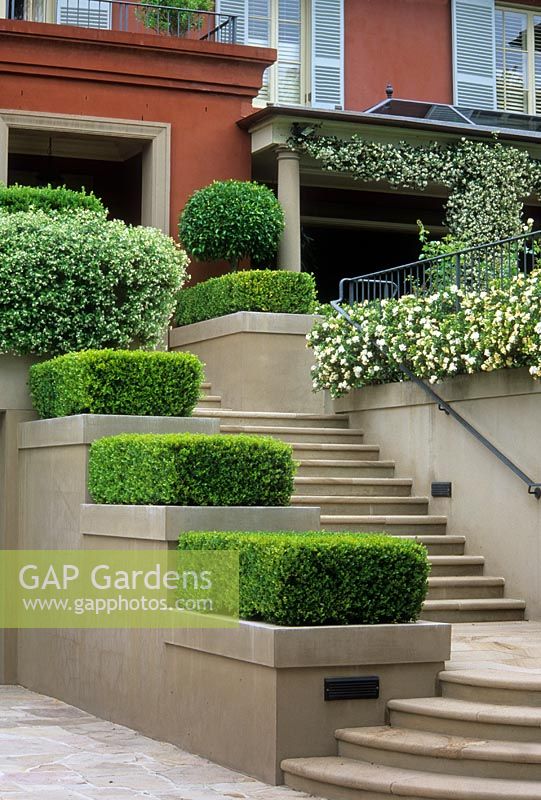 Raised beds of clipped Buxus topiary and steps up to front of house - Sydney, Australia