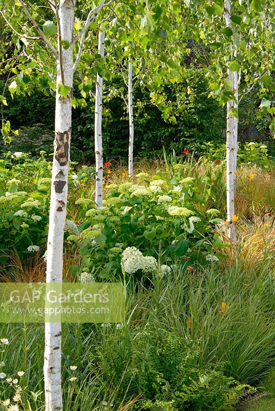 Betula trees underplanted with mixed grasses and perennials including Hydrangea arborescens 'Annabelle' in The Unwind Garden at RHS Hampton Court FS