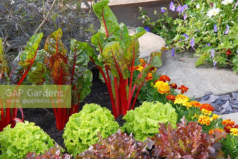 Chard and lettuces with Tagetes companion planting in The Miller's Garden at the RHS Hampton Court FS