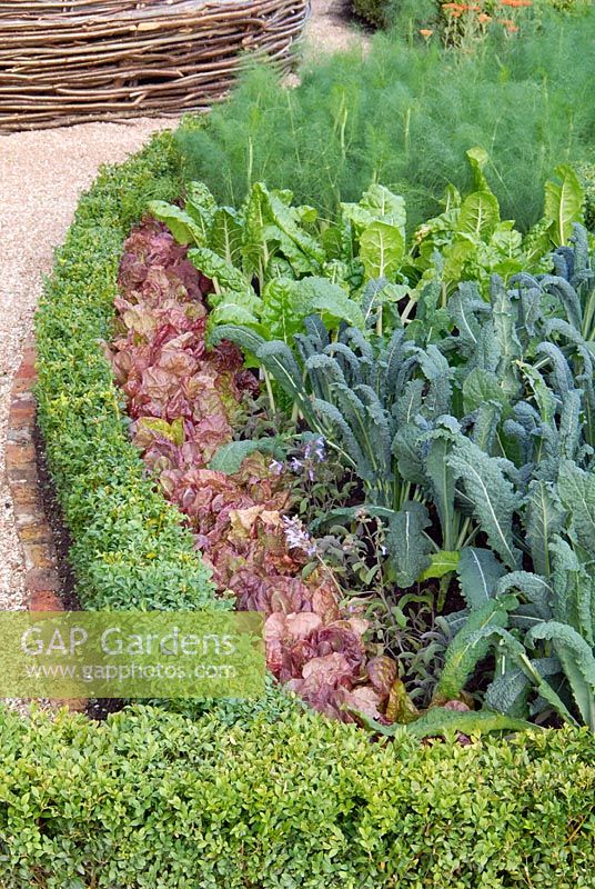 Salad leaves and vegetables in a parterre edged by Buxus hedging in the Mange Tout garden at the RHS Hampton Court FS