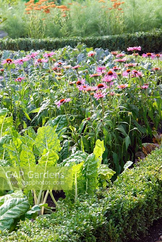 Echinacea and vegetables in a parterre edged by Buxus hedging in the Mange Tout garden at the RHS Hampton Court FS