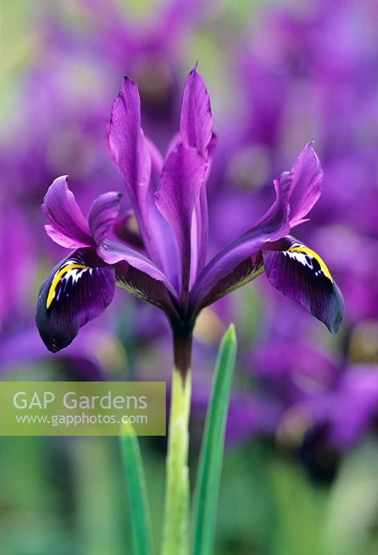 iris reticulata 'George'
