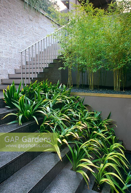 Contemporary steps with bamboo screen - Wentworth Road, Vaucluse, NSW, Australia 
