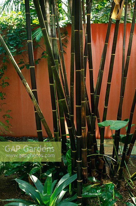 Bamboo stems infront of terracotta wall - Key West, USA