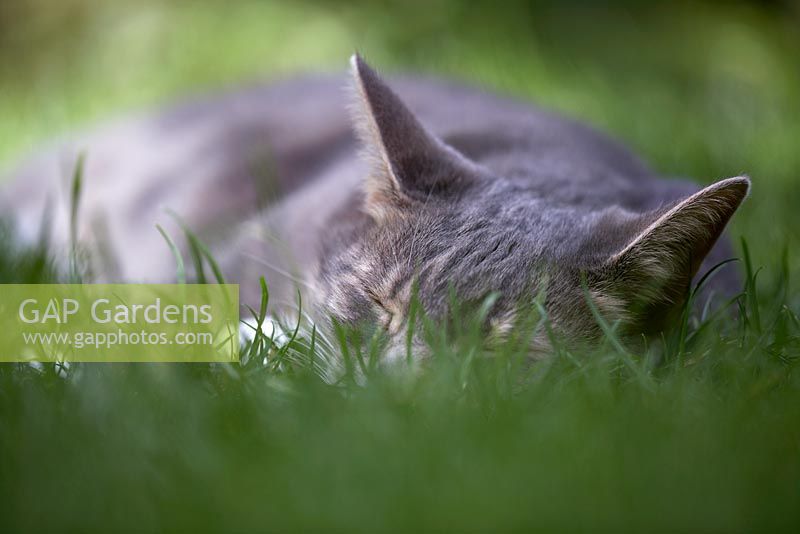 Cat sleeping in grass