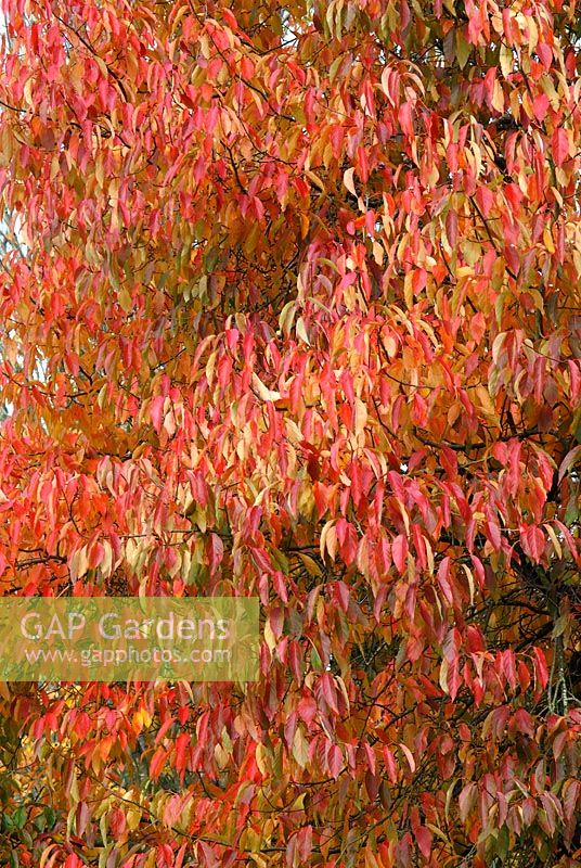 Nyssa sinensis foliage in autumn