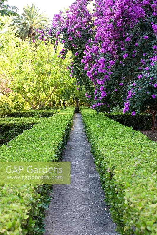 Long paths between Buxus hedges in garden with Bougainvillea - Jardines de Alfabia, Mallorca