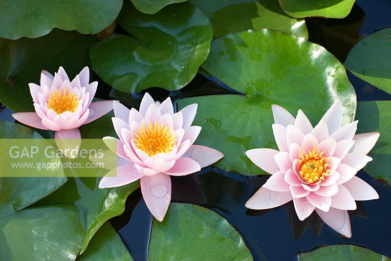 Nymphaea x marliacea 'Rosea' - Pink and white waterlily