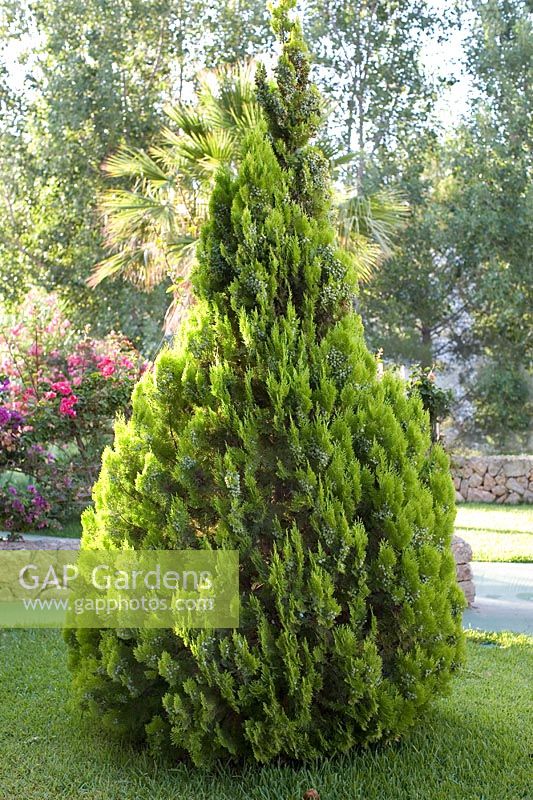 Cupressus - shaped conifer tree in meditarranean garden