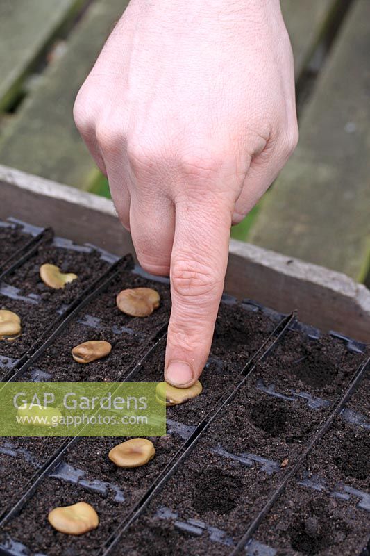 Vicia faba 'Green Winsor' - Broad Bean seeds being sown in Rootrainers seed tray - Step 2 of 3