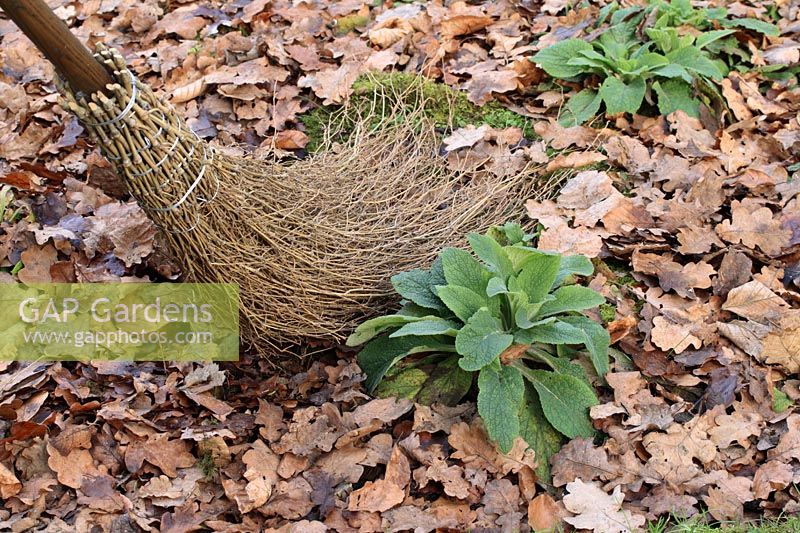A besom broom being used to clear autumn leaves from a flowerbed of Digitalis - Foxgloves