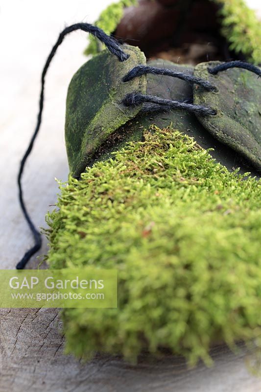 Old shoe with moss growing on it