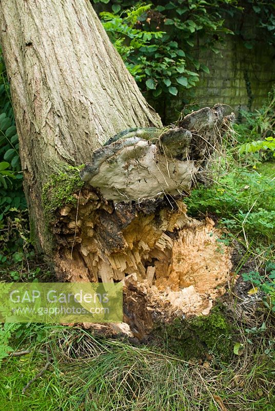 Robinia pseudoacacia 'Frisia' - Blown over in gale. Shows bracket fungi have caused rotting and weakening at base.