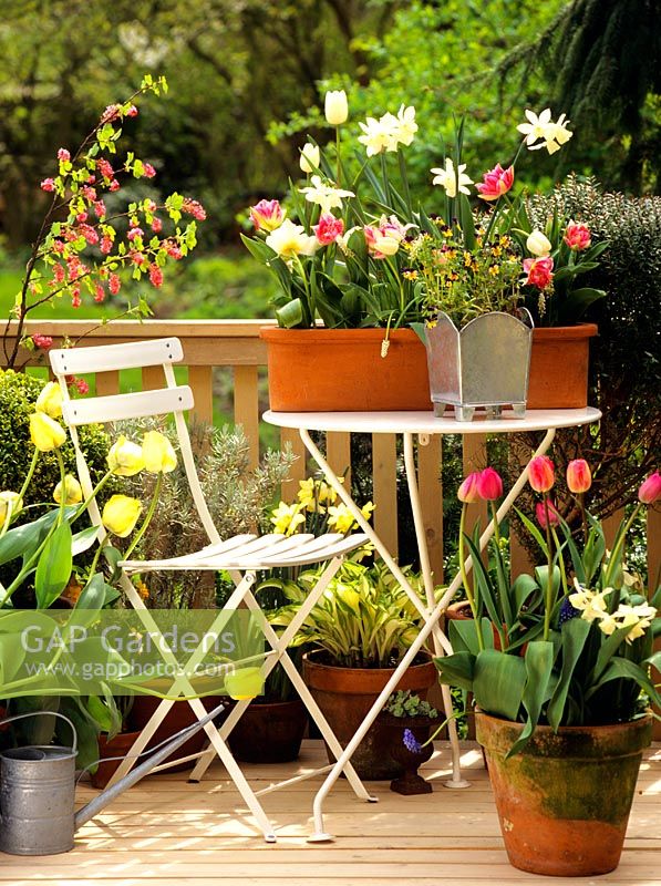 Balcony with containers of Tulipa 'Crispa', Tulipa 'Fringed Elegance', Tulipa 'White Dream', Narcissus triandrus and Narcissus 'Thalia'
