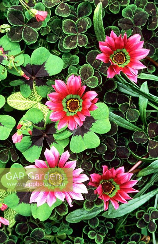 Gazania 'Christopher Lloyd' with Trifolium repens 'Purpurascens', Trifolium pratense 'Susan Smith' and Oxalis tetraphylla 'Iron Cross'