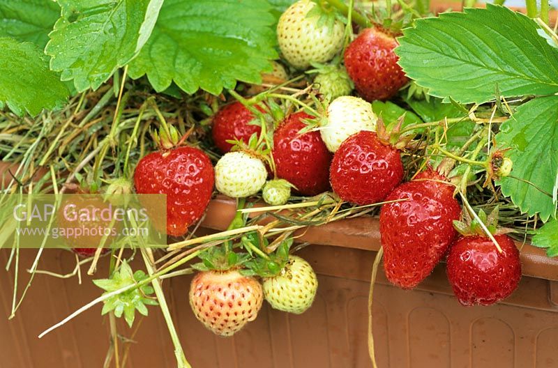 Strawberries ripening on the rim of a plastic trough