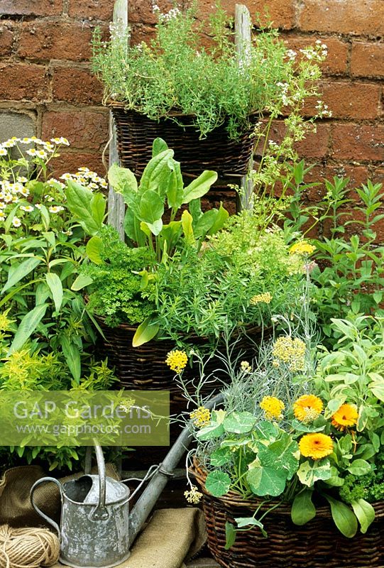 Herbs growing in wicker baskets with two tied on to a ladder to make use of vertical space. Sorrel, summer savory, chervil, thyme, Vietnamese coriander, golden feverfew, golden marjoram, curry plant, Calendula and sage
