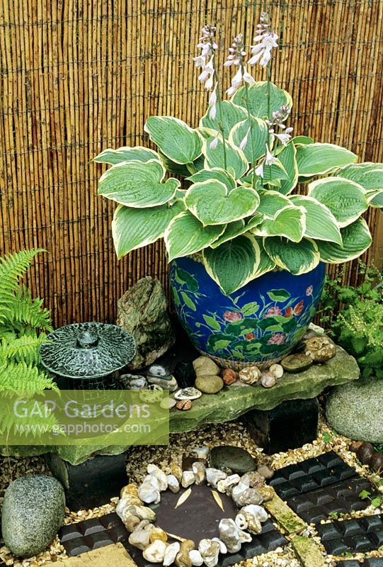 Oriental style setting with Hosta 'Francee' growing in a Chinese glazed lotus pot.