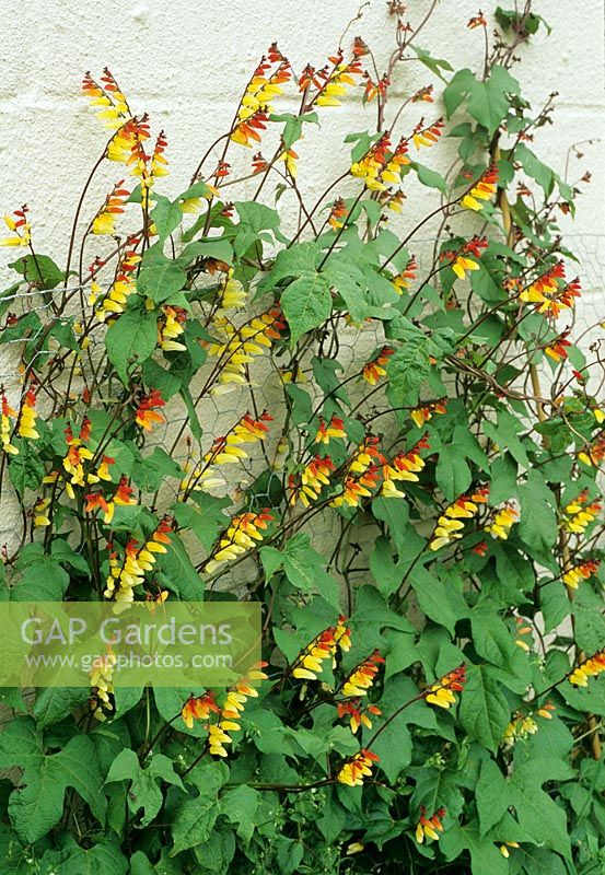Ipomoea lobata - Spanish Flag growing rapidly up a bare wall supported by chicken wire