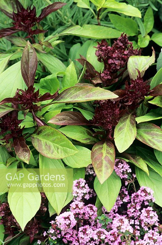 Ocimum basilicum 'Siam Queen' - Thai basil  showing leaves and flower spikes with Thymus carpeting the base