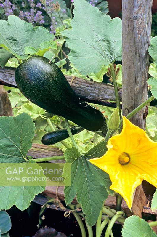 Cucurbita pepo 'Black Forest' - New variety of climbing courgette being trained up an old ladder