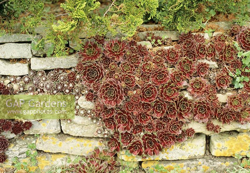 Sempervivum - Houseleeks growing on their sides in a Cotswold stone wall to prevent them rotting off in the winter
