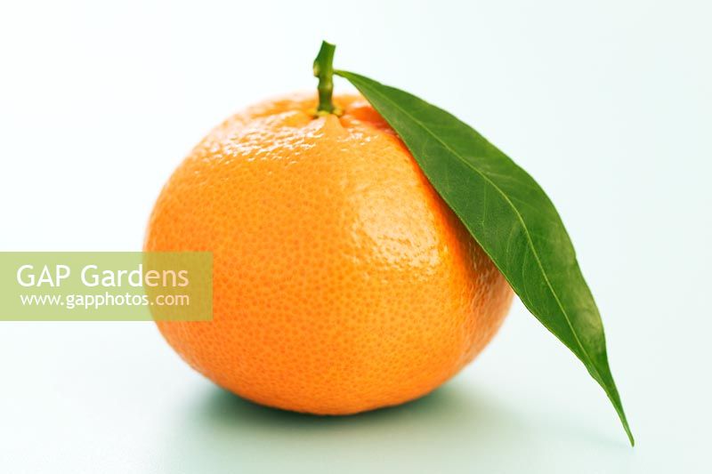 Citrus - Orange