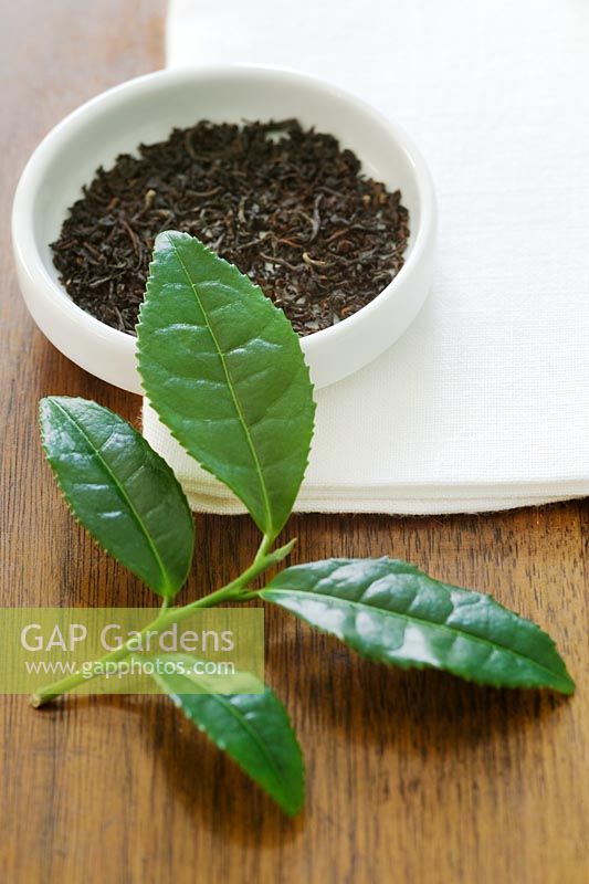 Camellia sinensis - Tea bush. Top two leaves of branch, which are the two leaves used for making tea.