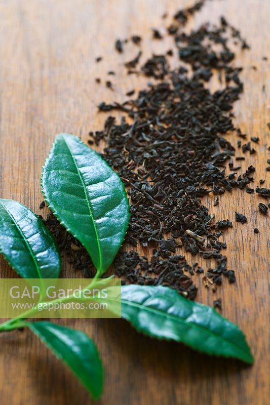 Camellia sinensis - Tea bush. Top two leaves of branch, which are the two leaves used for making tea.