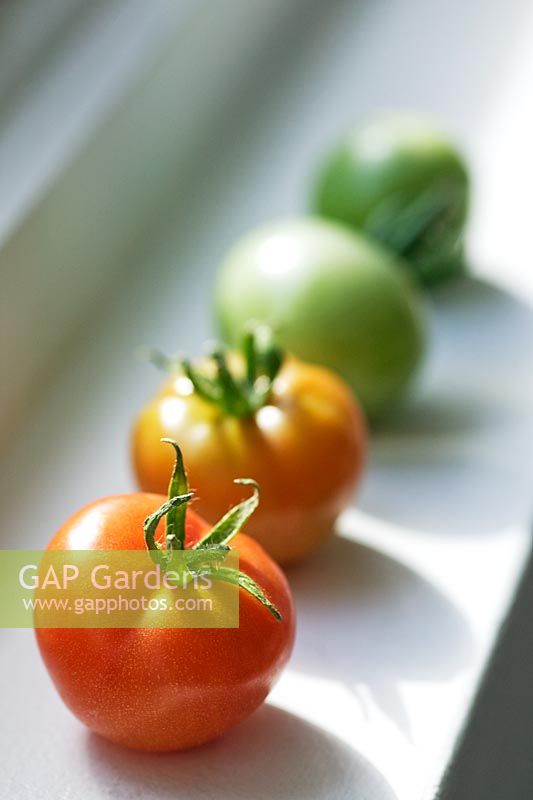 Home grown tomatoes ripening on the windowsill