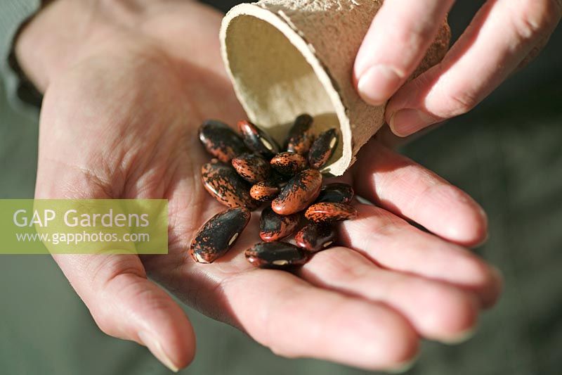 Phaseolus coccineus 'Scarlet Emperor' - Runner bean seeds
