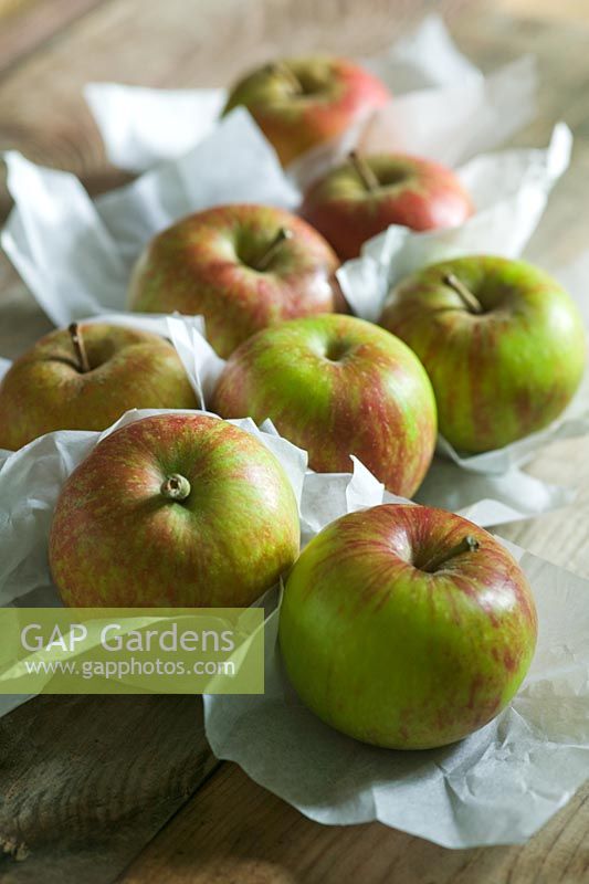 Malus - English cox apples wrapped in tissue paper ready for storage