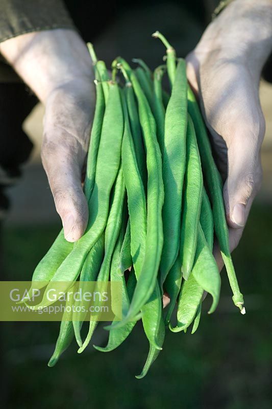 Man holding bunch of Phaseolus coccineus -Runner beans