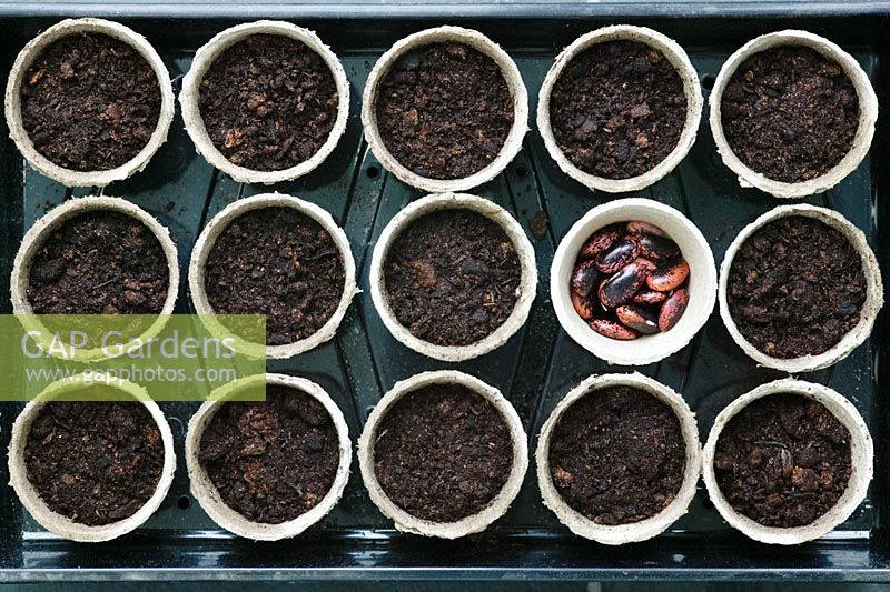 Runner bean 'Scarlet Emperor' seeds in peat pots ready for planting
