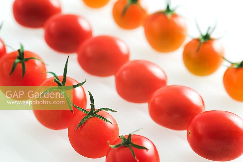 Tomatoes 'Santa', 'Piccolo' and 'Sungold'