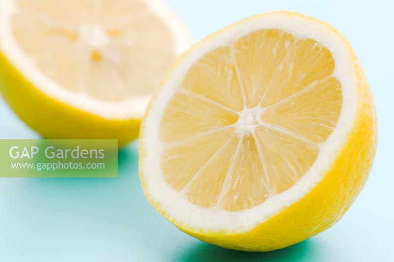 Citrus limon - Lemon