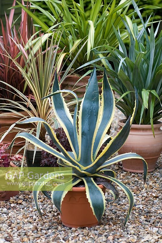 Pots on gravelled area in the garden of Jacqueline Iddon Hardy Plants. Agave americana 'Variegata', Cordyline 'Torbay Dazzler' on the left, Cordyline on the right, Astellia 'Silver Spear', Phormium 'Yellow Wave' in centre, and Phormium 'Moon Sunrise' on the left