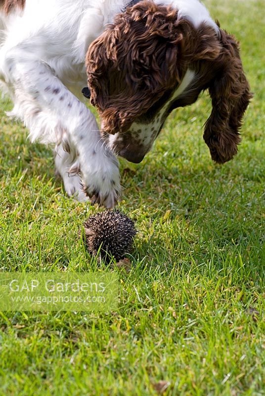 A Springer Spaniel investigating with his paw a 'rolled up' hedgehog on a garden lawn