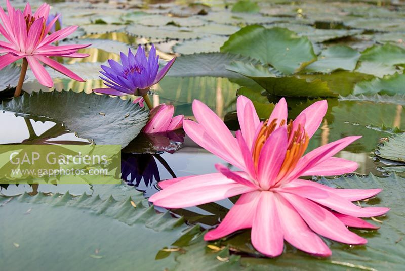 Nymphaea nouchali - Pink and Blue Lotus flowers in Orchid garden, Kuala Lumpur, Malaysia