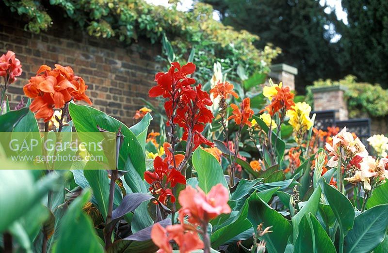 National Collection of Canna, Nottingham