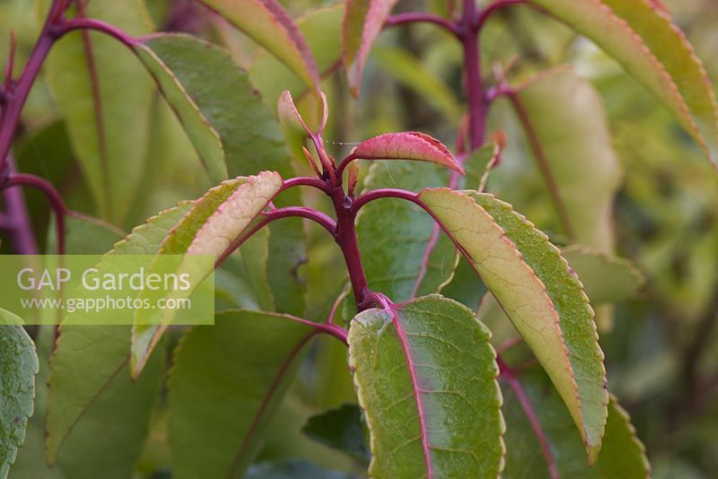 Prunus lusitanica - New red shoots of Portuguese laurel