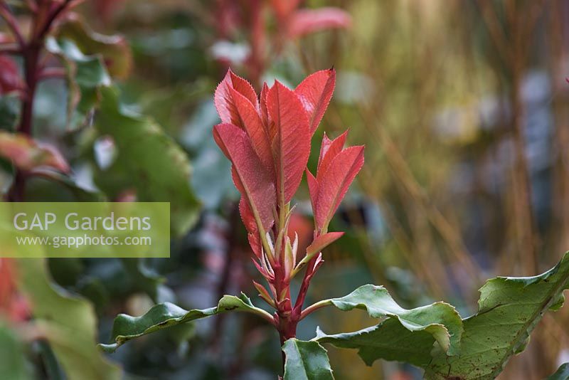 Photinia serratifolia 'Curly Fantasy' - New red shoots