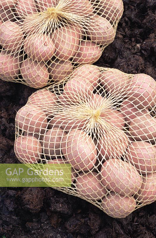 Solanum tuberosum - Sacks of potatoes for sowing
