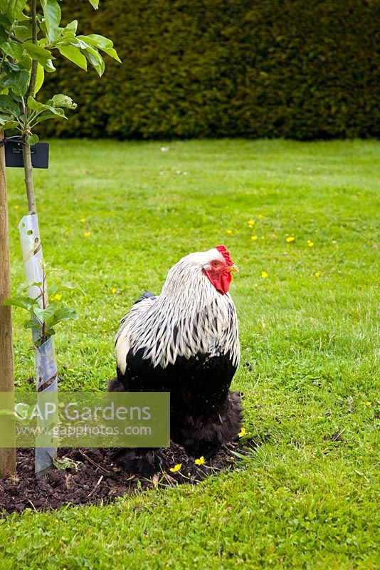 A Cockerel in a garden